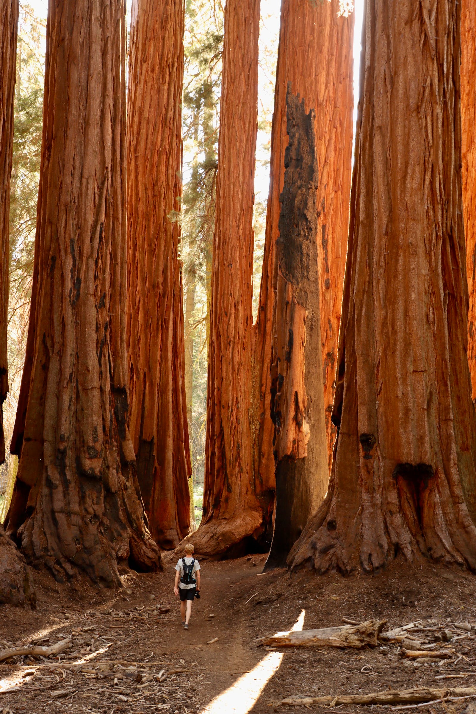 Exploring Sequoia National Park