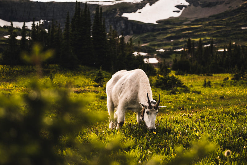 The Ultimate Camping Guide to Yellowstone National Park